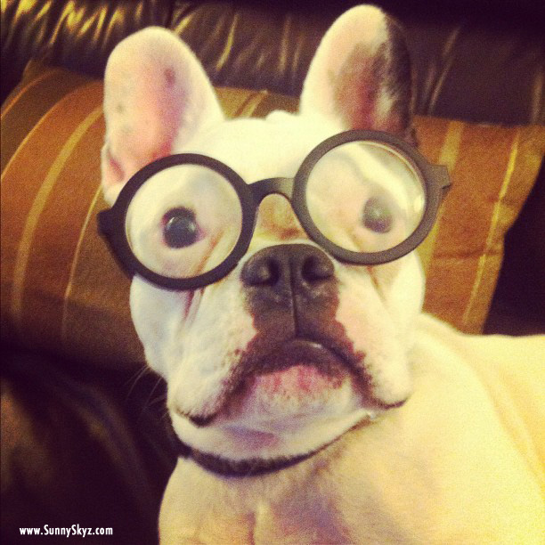 Funny French Bulldog Funny French Bulldog