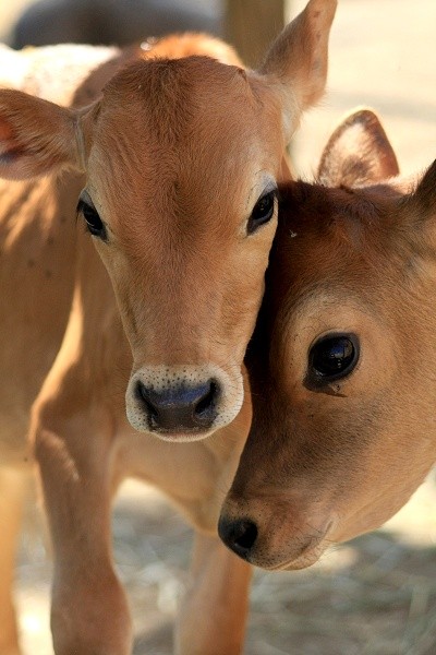 [http://www.sunnyskyz.com/images/webpics/43hzt-sweet-cows.jpg]