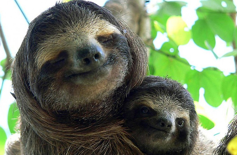 sloth wallpaper
