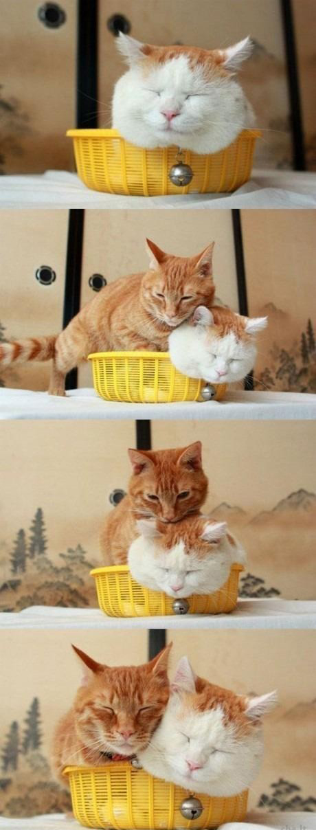 cat love
