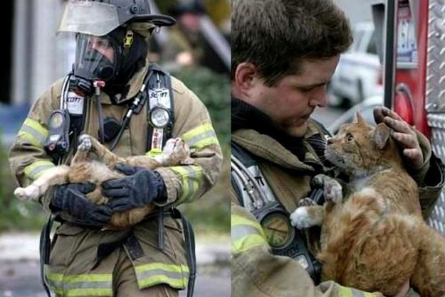 firefighter saves cat