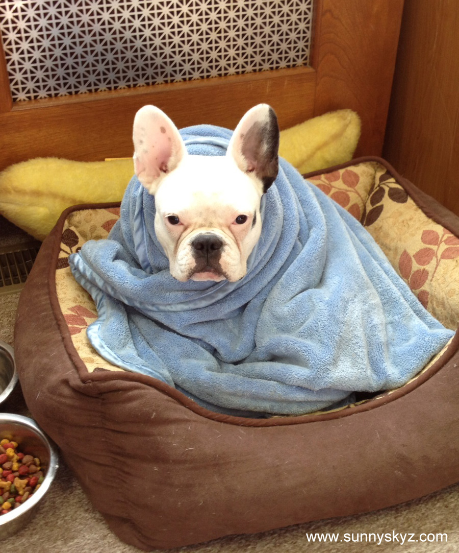 Teacup French Bulldog Puppies For Sale Teacup French Bulldog Puppies For Sale