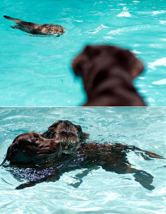 dog cat swim