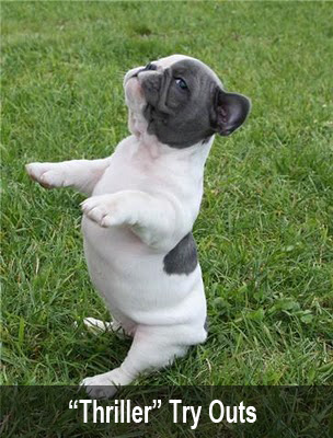 french bulldog puppy