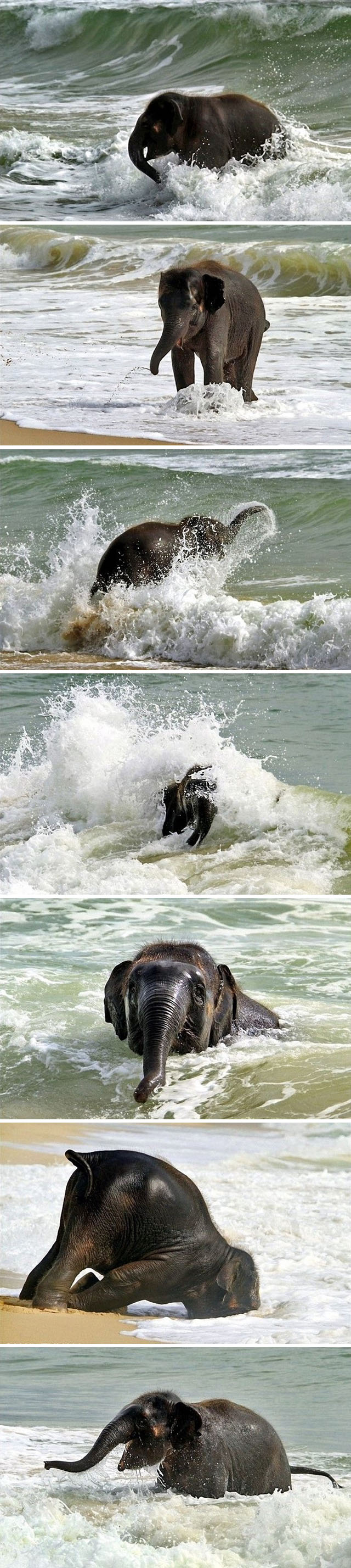 baby elephant at the beach