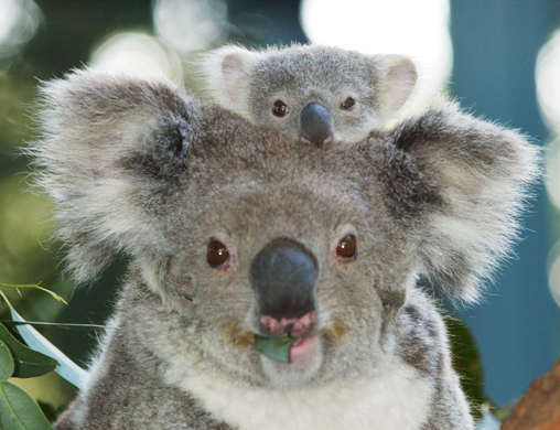 koala baby