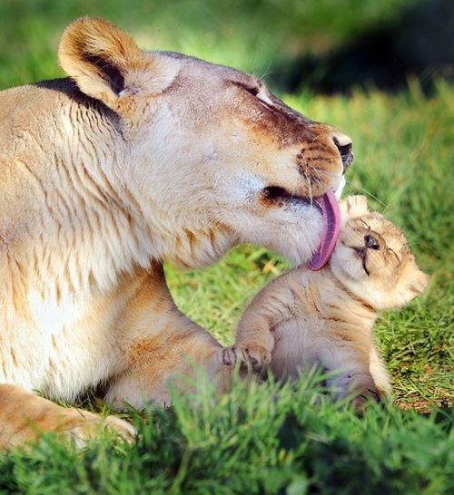 lion cub