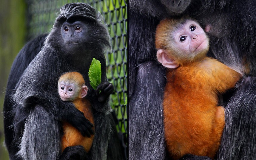 orange monkey and baby