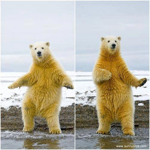 dancing polar bear