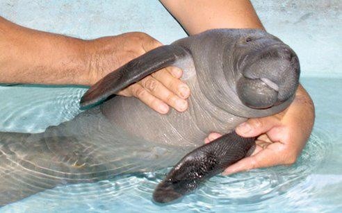 baby manatee
