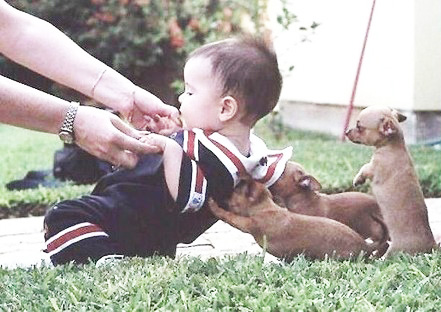 puppies lifting baby