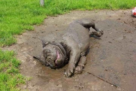 rmam9-bulldog-covered-in-mud.jpg