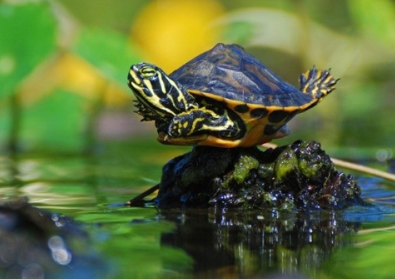 [Image: xmgm4-cute-turtle-pictures.jpg]