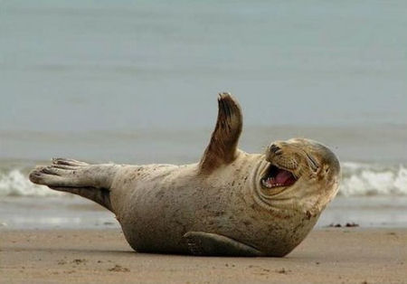 t5yxi-funny-seal-laughing.jpg