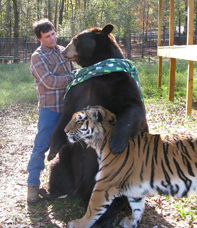 paradise galleries lions tigers and bears