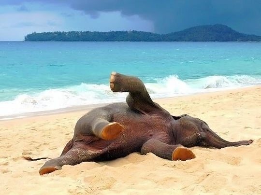 happy pictures