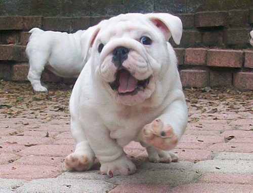 f4f5c-cute-bulldog.jpg