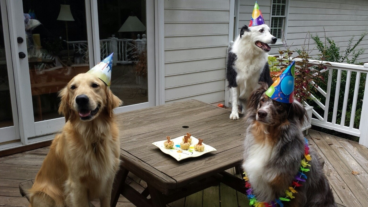 4q1hm-birthday-dogs.jpg
