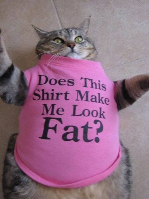 Fat Funny Cats 9