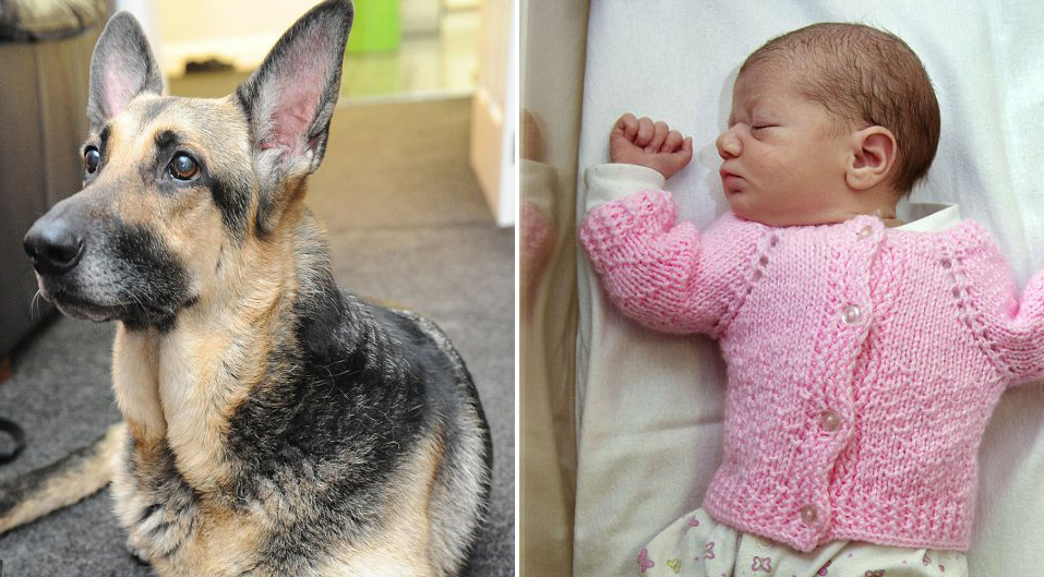 dog finds abandoned baby