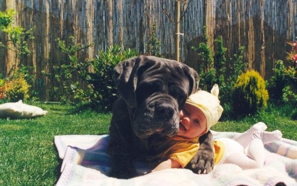 dogs sleeping with babies