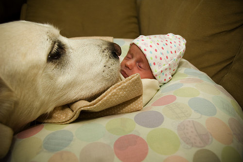 dogs sleeping with babies