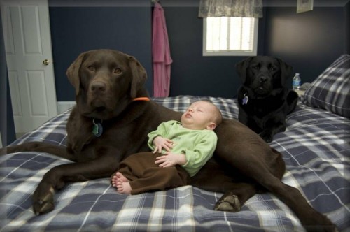 dogs sleeping with babies