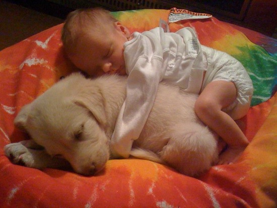 dogs sleeping with babies