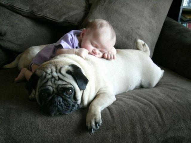 dogs sleeping with babies