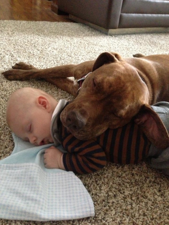 dogs sleeping with babies