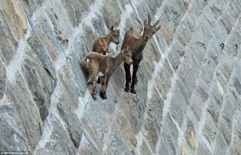 goats on dam