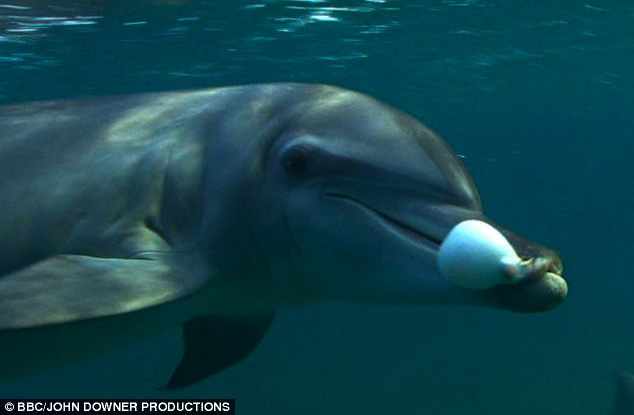 dolphins getting high on puffer fish
