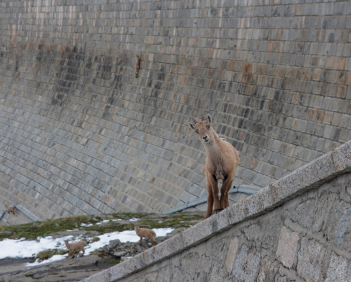 goats on dam