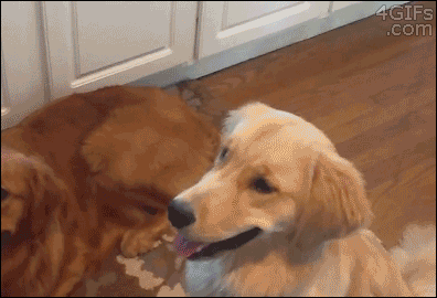 k8riy-cat-treat-on-head.gif