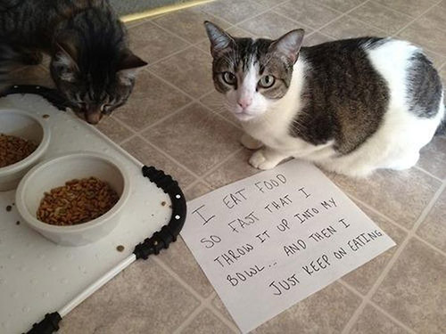 shame cats