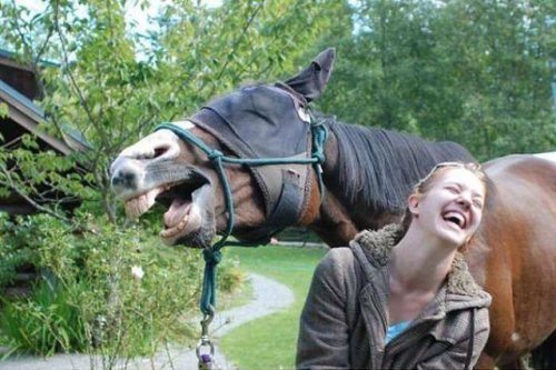 di9r4-horse.jpg