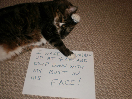 shame cats