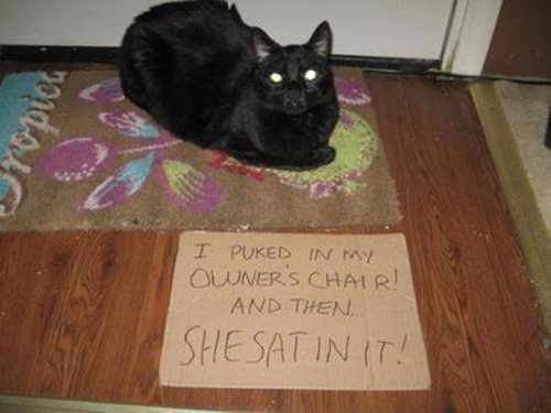 shame cats