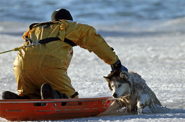 firefighter saves dog from ice