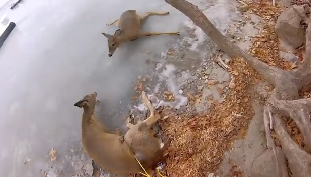 father son rescue deer