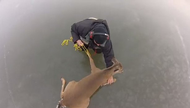 deer rescued on ice