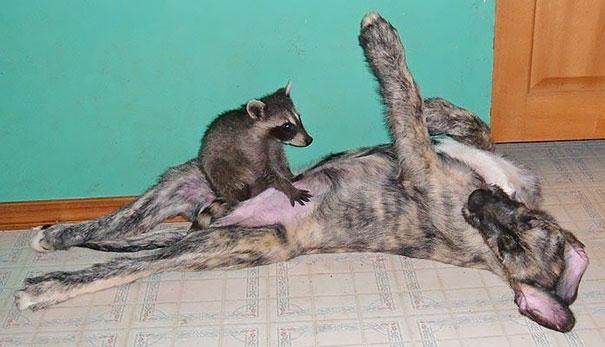 unlikely animal friendships