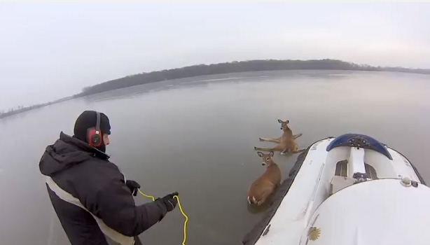 deer rescued on lake ice