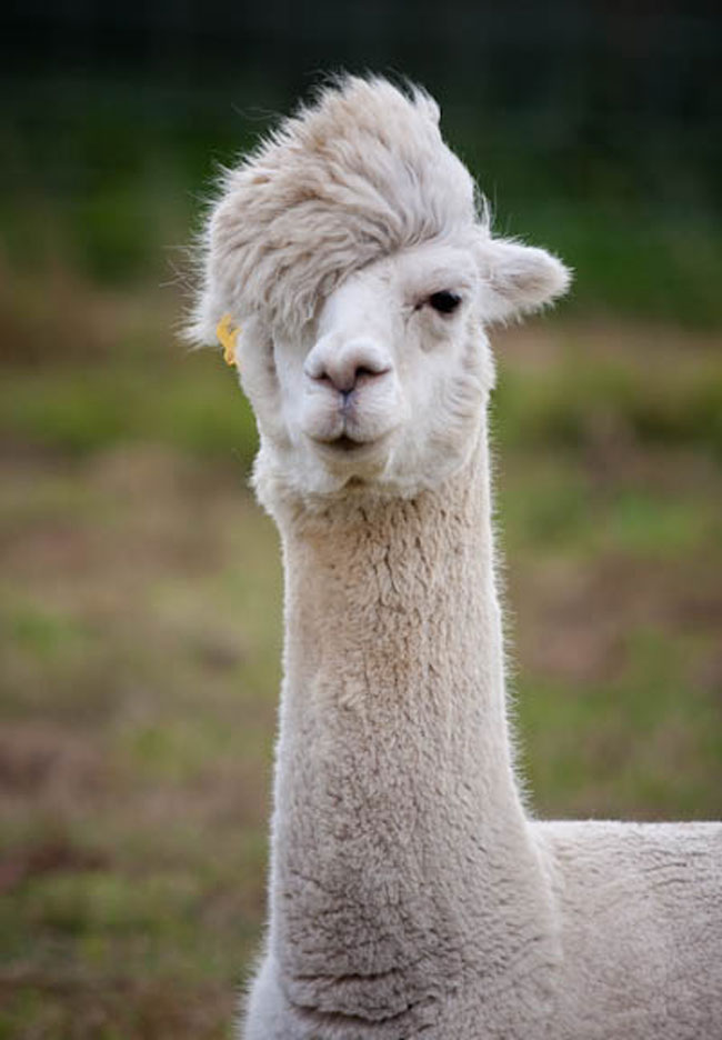 sexy alpaca hair styles