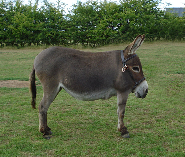 bhn4r-donkey.jpg