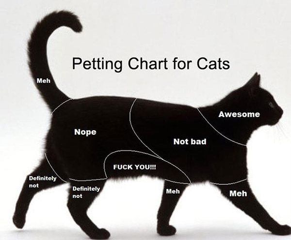 only cat owners understand