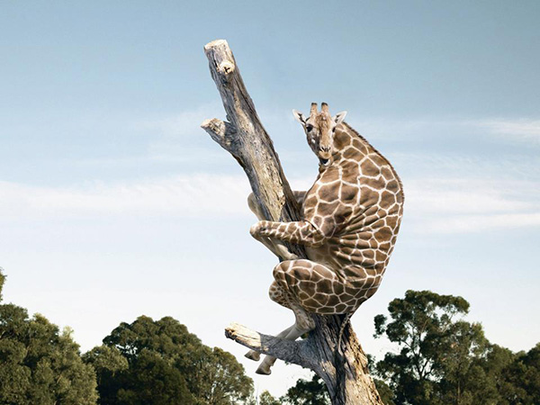 giraffe no neck