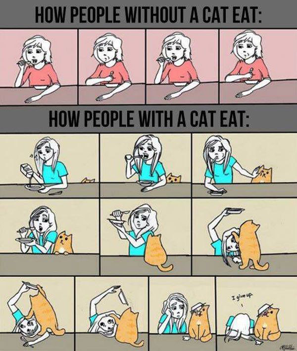 only cat owners understand