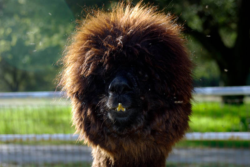 sexy alpaca hair styles