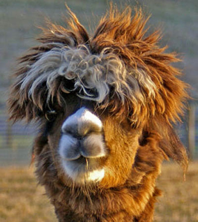 sexy alpaca hair styles